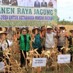 Perkuat Ketahanan Pangan, Wabup Hadiri Panen Raya Jagung di Desa Lobu Mandiri.